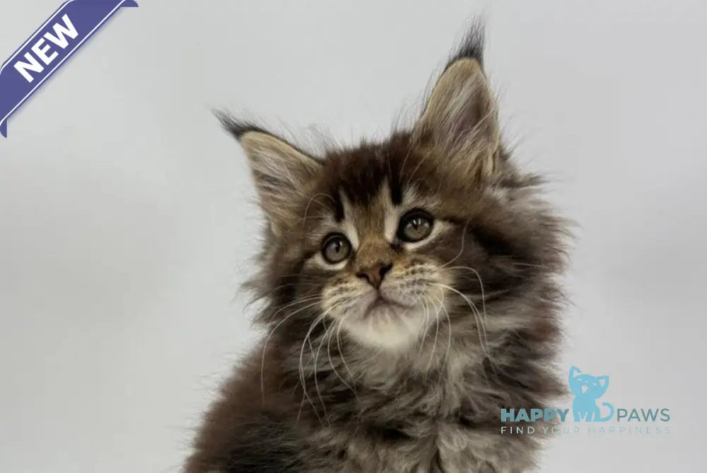 Irma Maine Coon female black tabby live animals