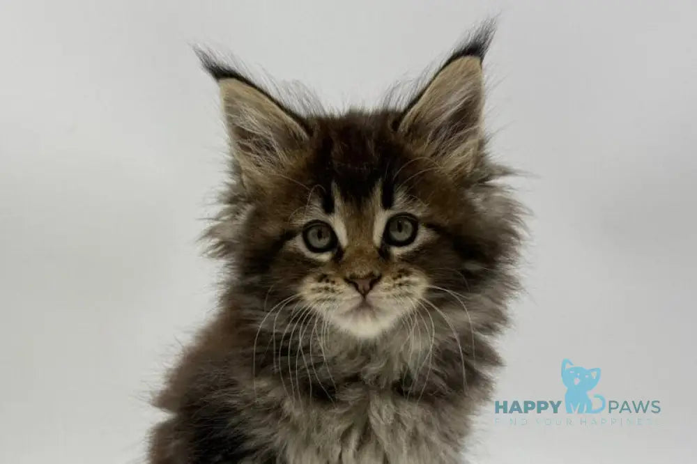 Irma Maine Coon female black tabby live animals