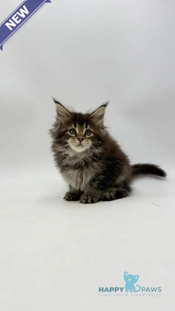 Irma Maine Coon female black tabby live animals