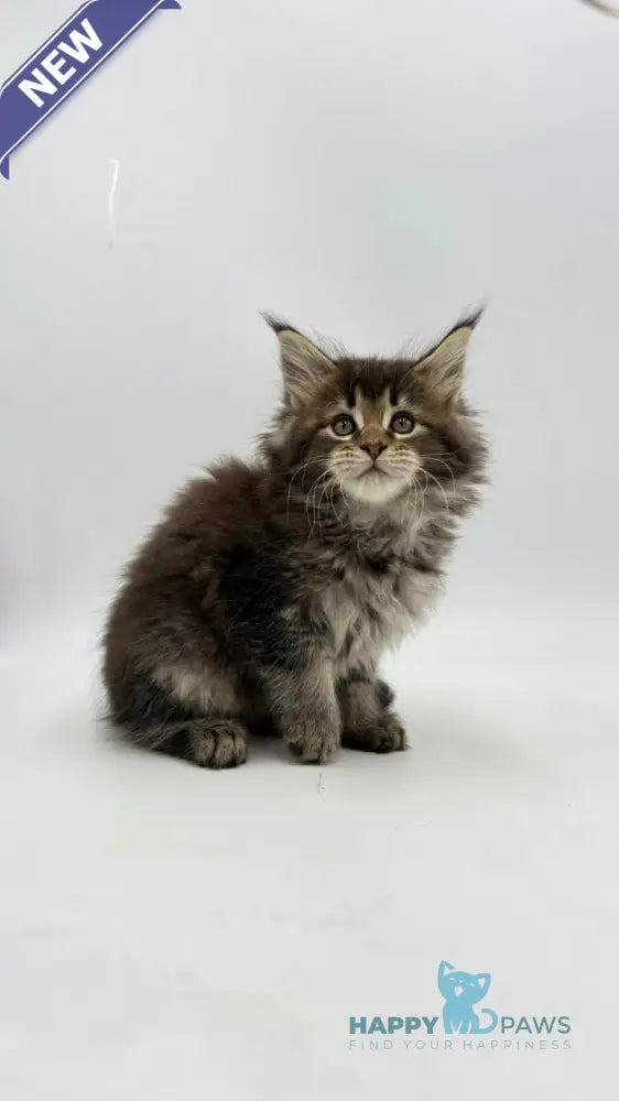 Irma Maine Coon female black tabby live animals