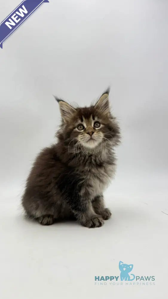 Irma Maine Coon female black tabby live animals