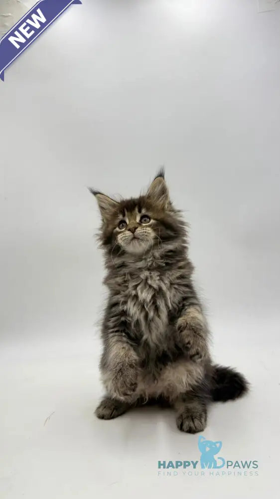 Irma Maine Coon female black tabby live animals