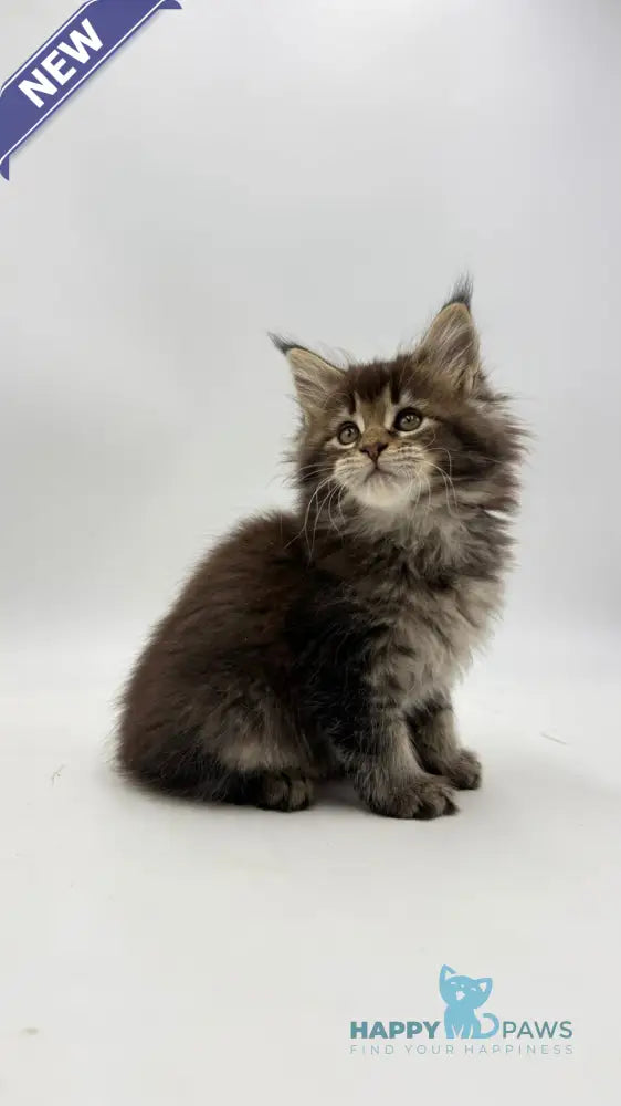 Irma Maine Coon female black tabby live animals