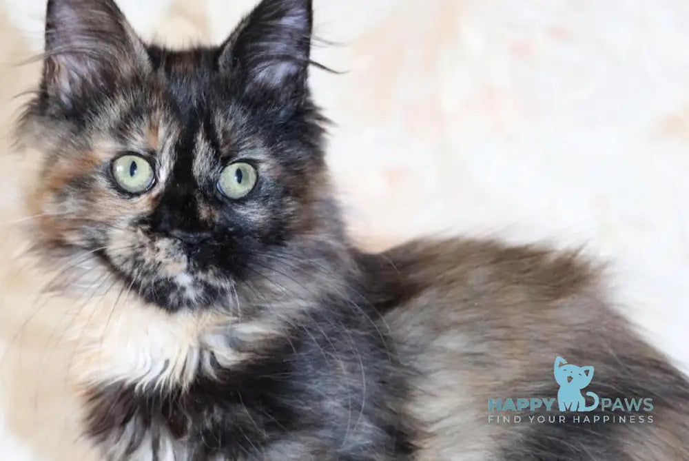 Irma Maine Coon female black tortie live animals
