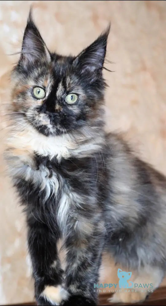 Irma Maine Coon female black tortie live animals