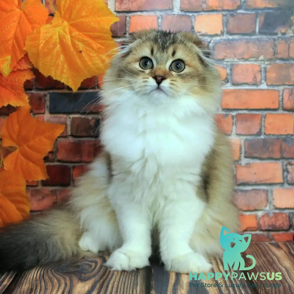 Irma Scottish Fold female black golden ticked tabby bicolour - live animals