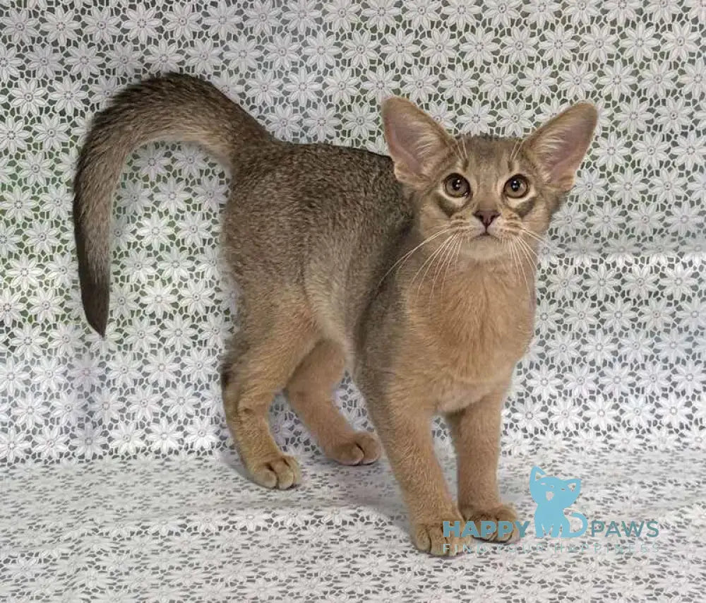 Iron Abyssinian male blue live animals