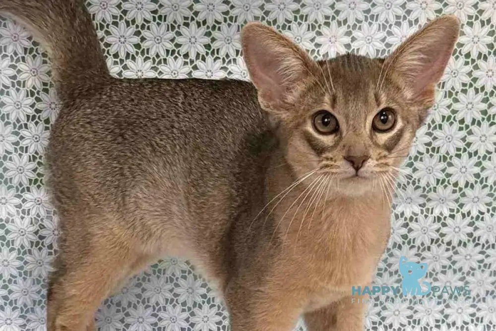 Iron Abyssinian male blue live animals