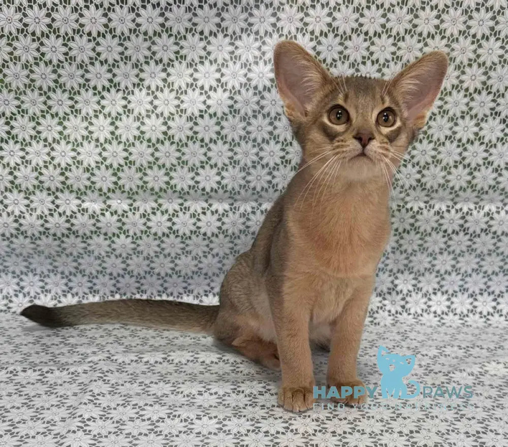 Iron Abyssinian male blue live animals