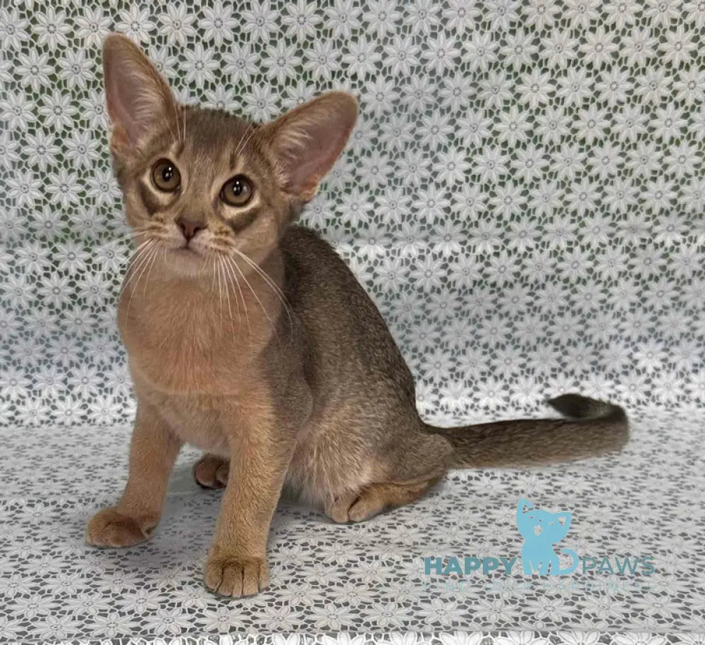 Iron Abyssinian male blue live animals