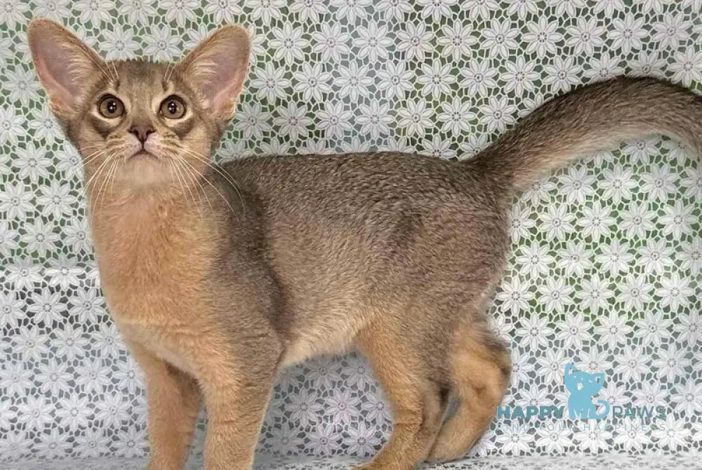 Iron Abyssinian male blue live animals