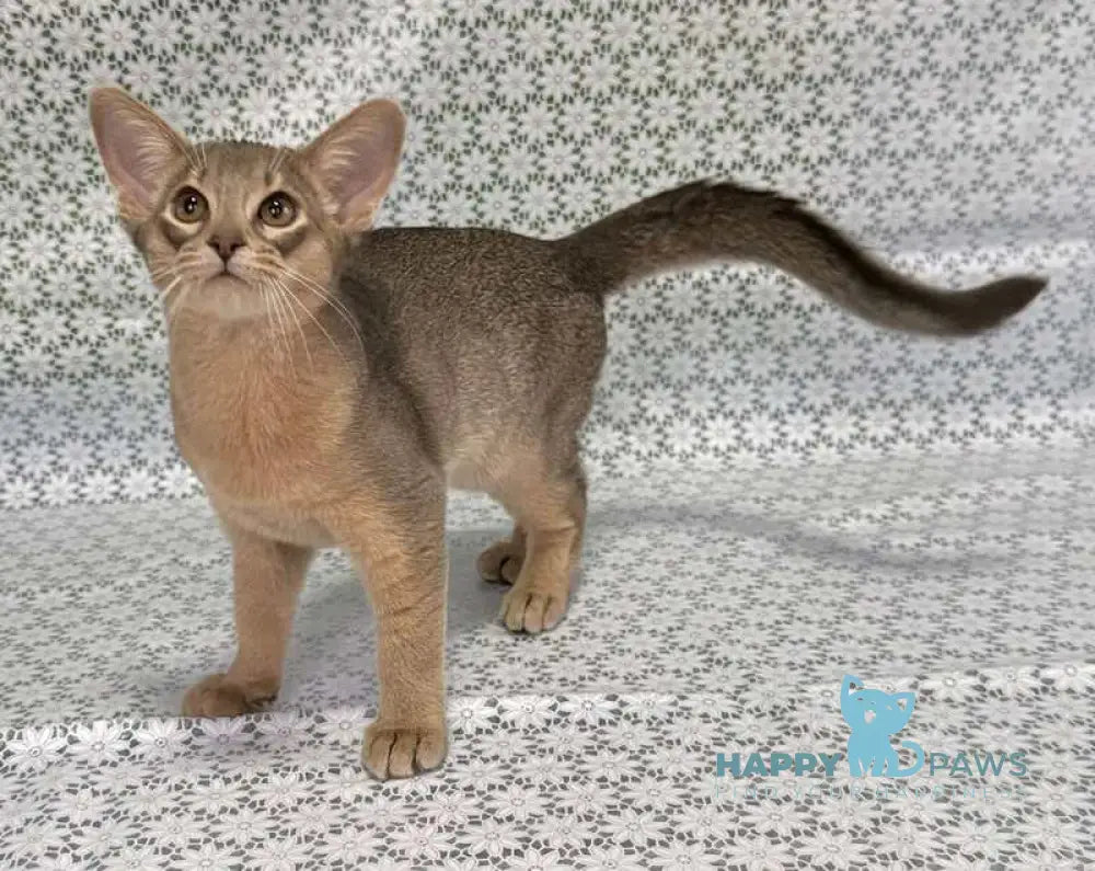 Iron Abyssinian male blue live animals