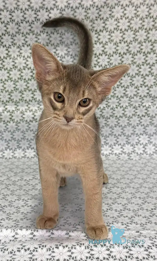 Iron Abyssinian male blue live animals