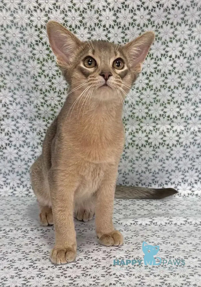 Iron Abyssinian male blue live animals