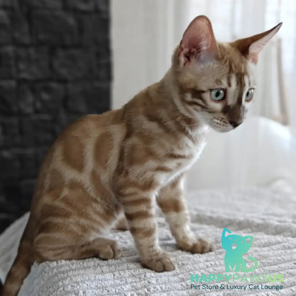 Iron Bengal male black amber spotted tabby pointed - live animals