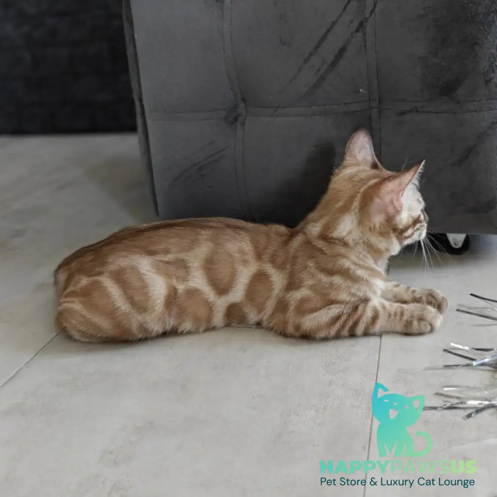 Iron Bengal male black amber spotted tabby pointed - live animals