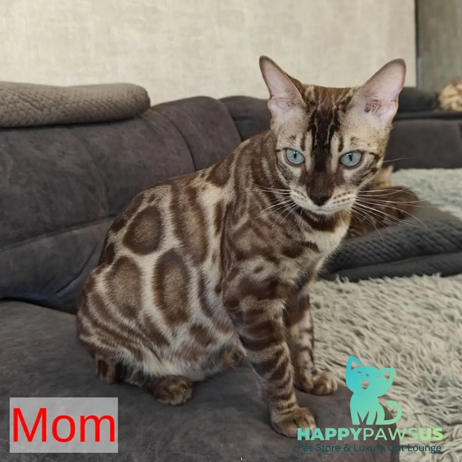 Iron Bengal male black amber spotted tabby pointed - live animals