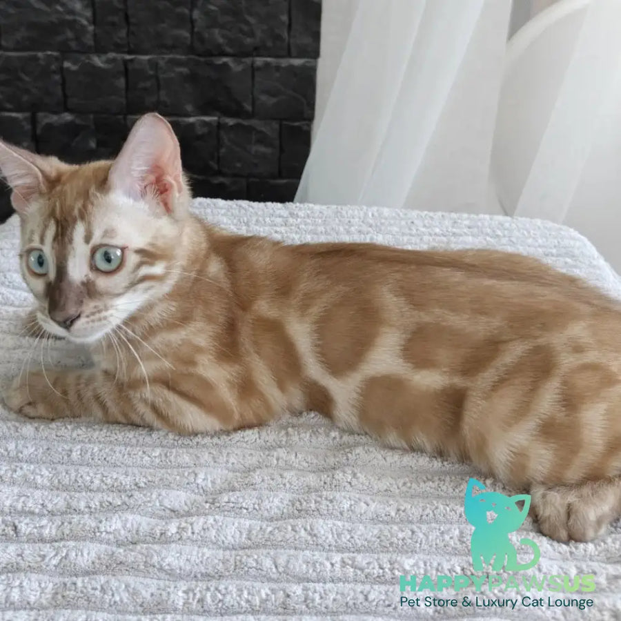 Iron Bengal male black amber spotted tabby pointed - live animals