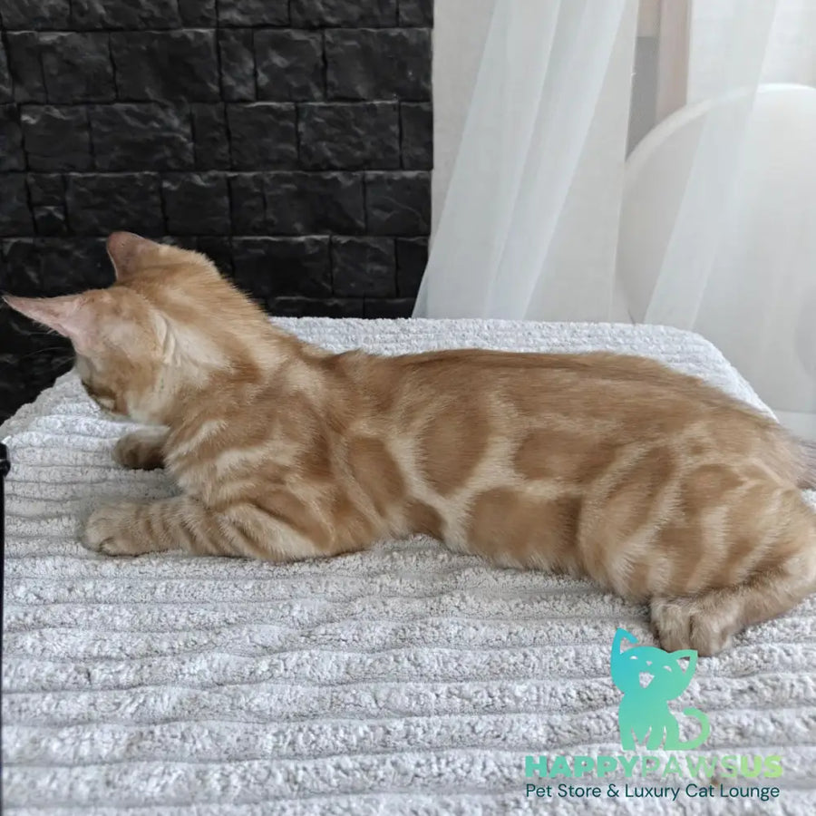 Iron Bengal male black amber spotted tabby pointed - live animals
