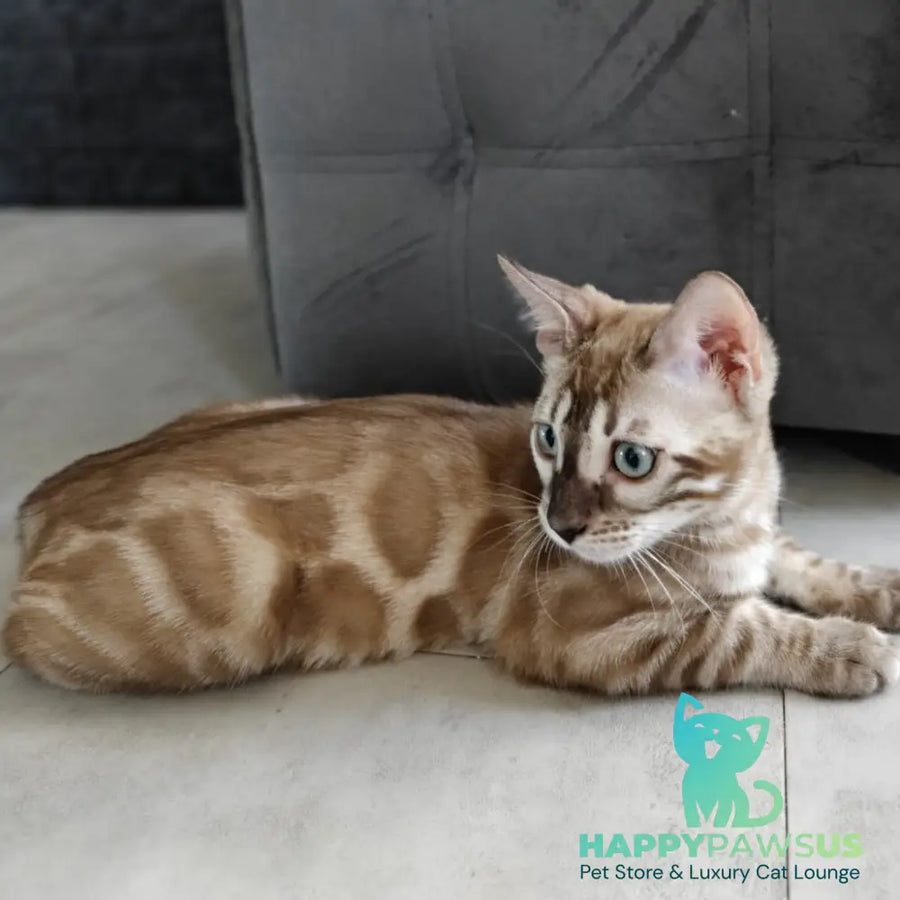 Iron Bengal male black amber spotted tabby pointed - live animals