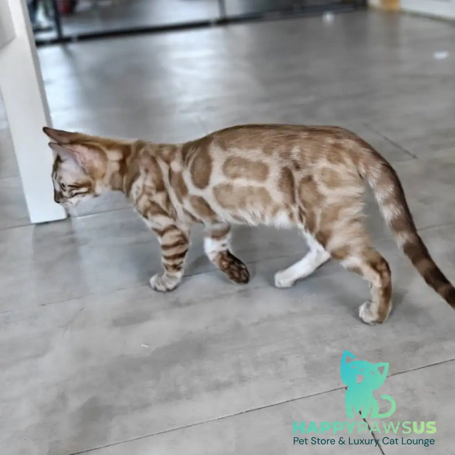 Iron Bengal male black amber spotted tabby pointed - live animals