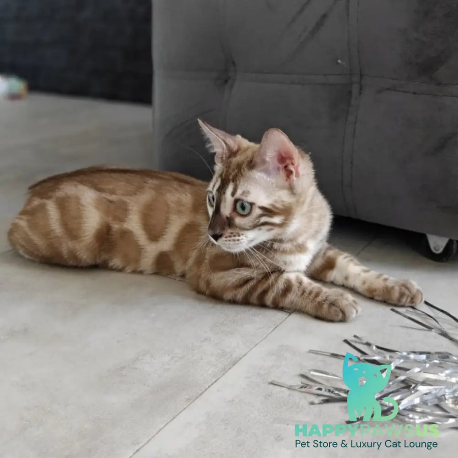 Iron Bengal male black amber spotted tabby pointed - live animals