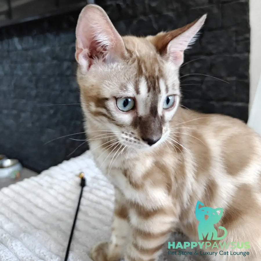 Iron Bengal male black amber spotted tabby pointed - live animals