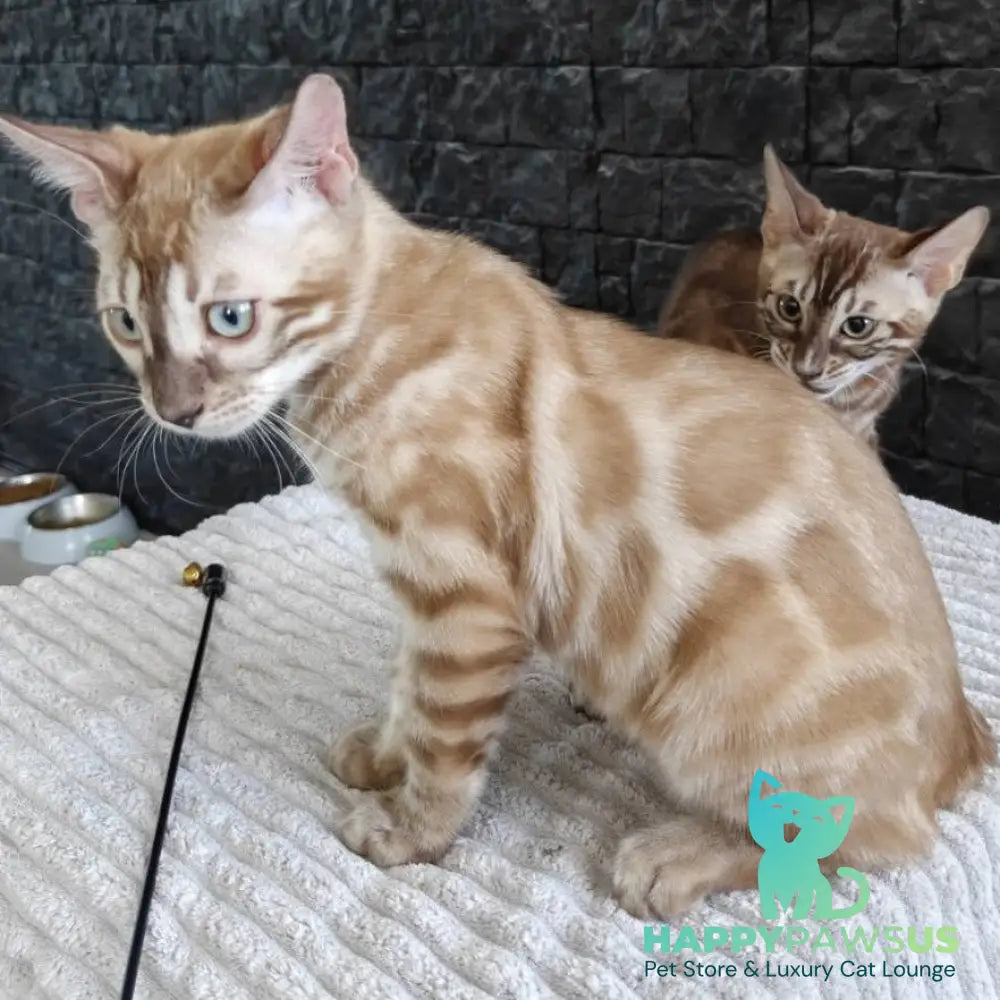 Iron Bengal male black amber spotted tabby pointed - live animals