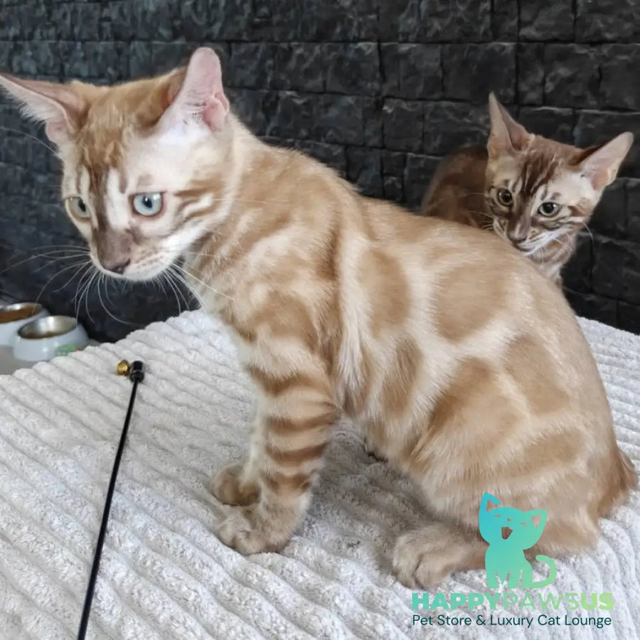 Iron Bengal male black amber spotted tabby pointed - live animals