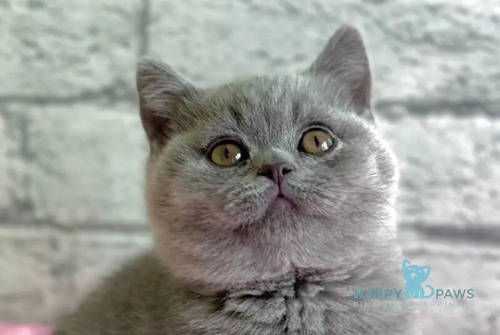 Iron British Shorthair male blue live animals