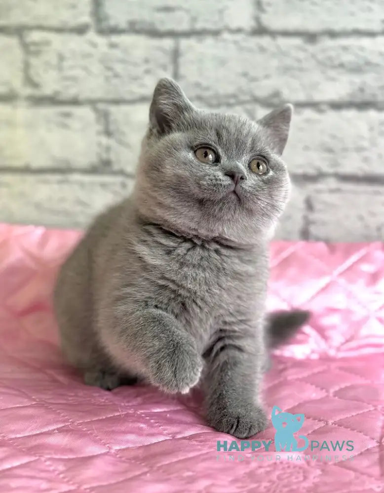 Iron British Shorthair male blue live animals