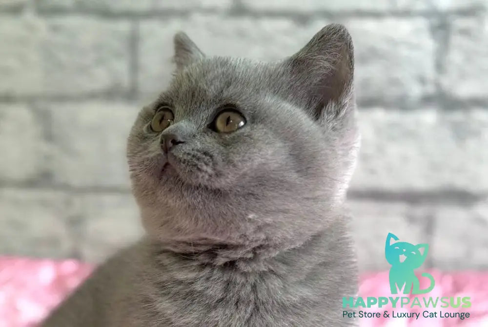 Iron British Shorthair male blue live animals