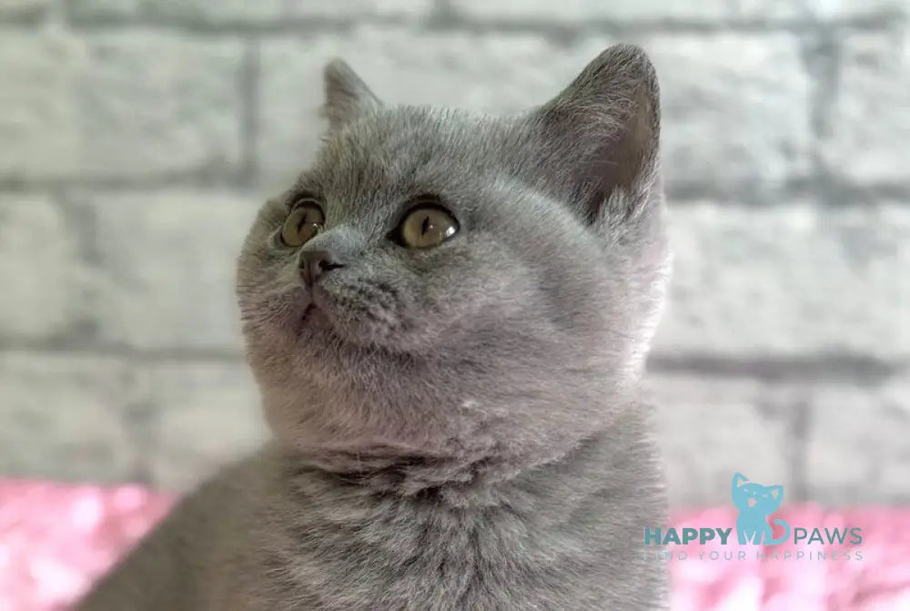 Iron British Shorthair male blue live animals