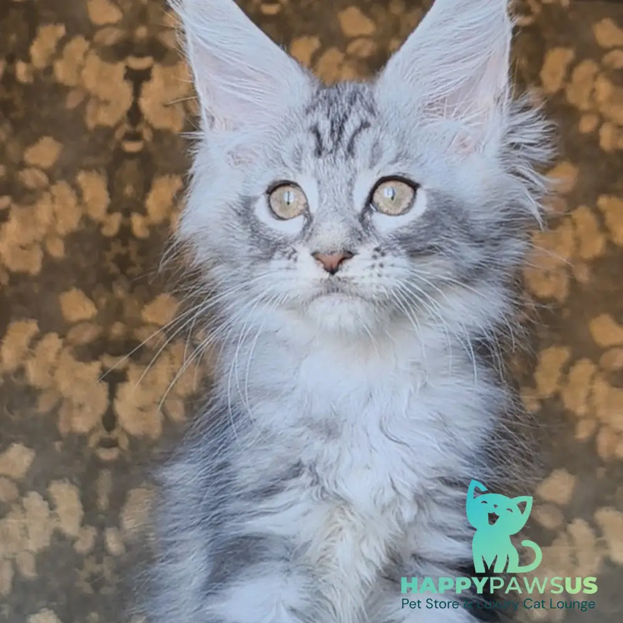 Iron Maine Coon male black silver tabby - live animals