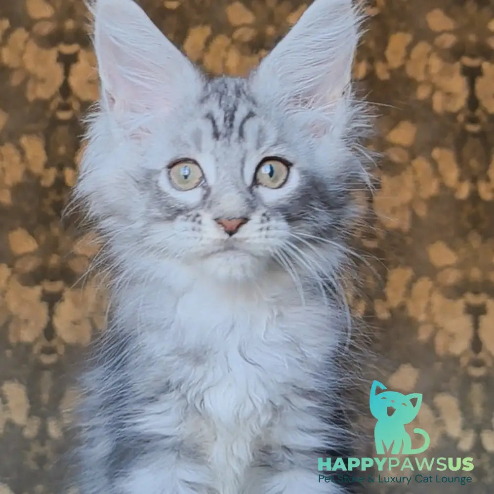 Iron Maine Coon male black silver tabby - live animals