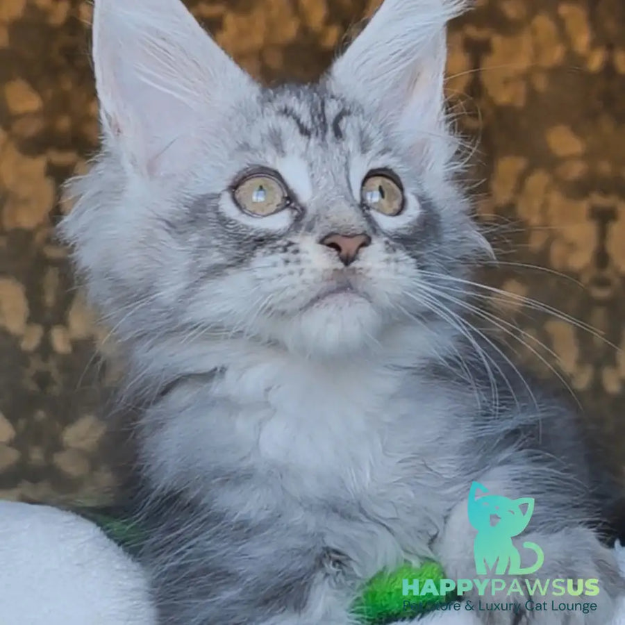 Iron Maine Coon male black silver tabby - live animals