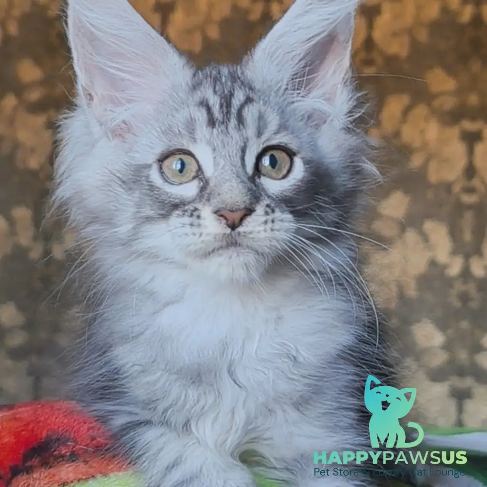 Iron Maine Coon male black silver tabby - live animals