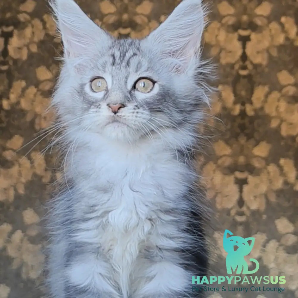 Iron Maine Coon male black silver tabby - live animals