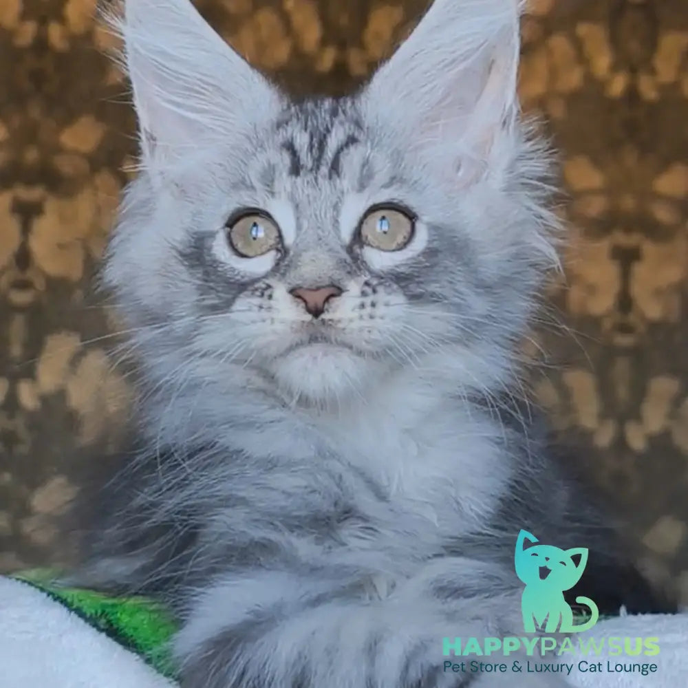 Iron Maine Coon male black silver tabby - live animals