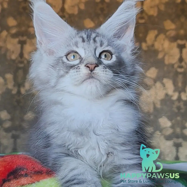 Iron Maine Coon male black silver tabby - live animals