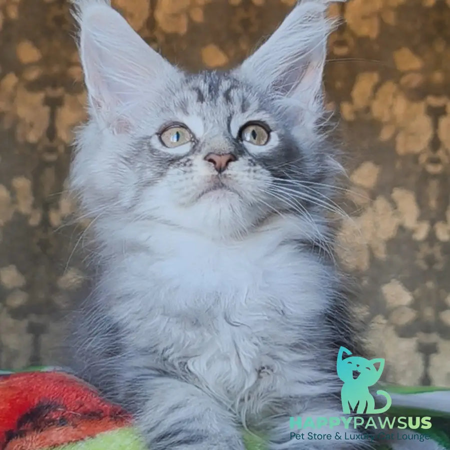 Iron Maine Coon male black silver tabby - live animals