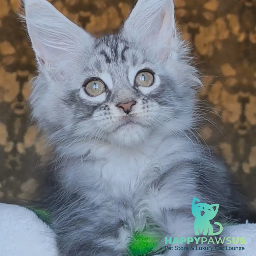 Iron Maine Coon male black silver tabby - live animals