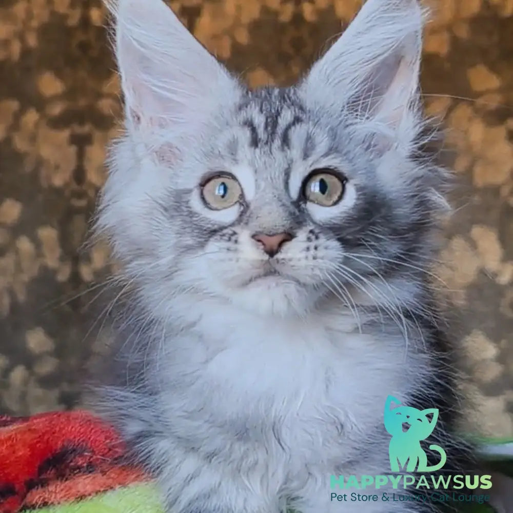 Iron Maine Coon male black silver tabby - live animals