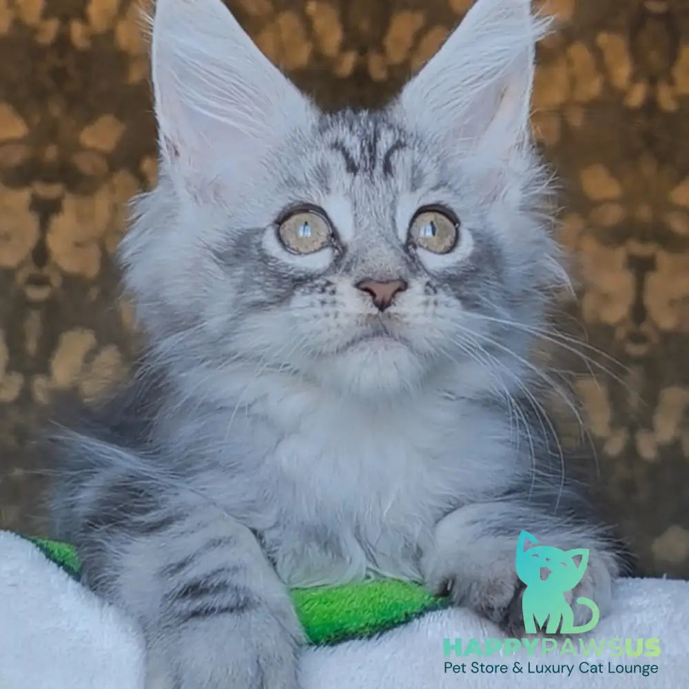 Iron Maine Coon male black silver tabby - live animals