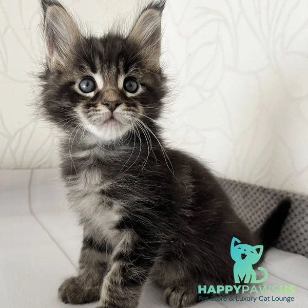 Iron Maine Coon male black tabby - live animals