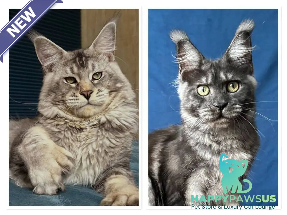 Iron Maine Coon polydactyl male black silver tabby - live animals