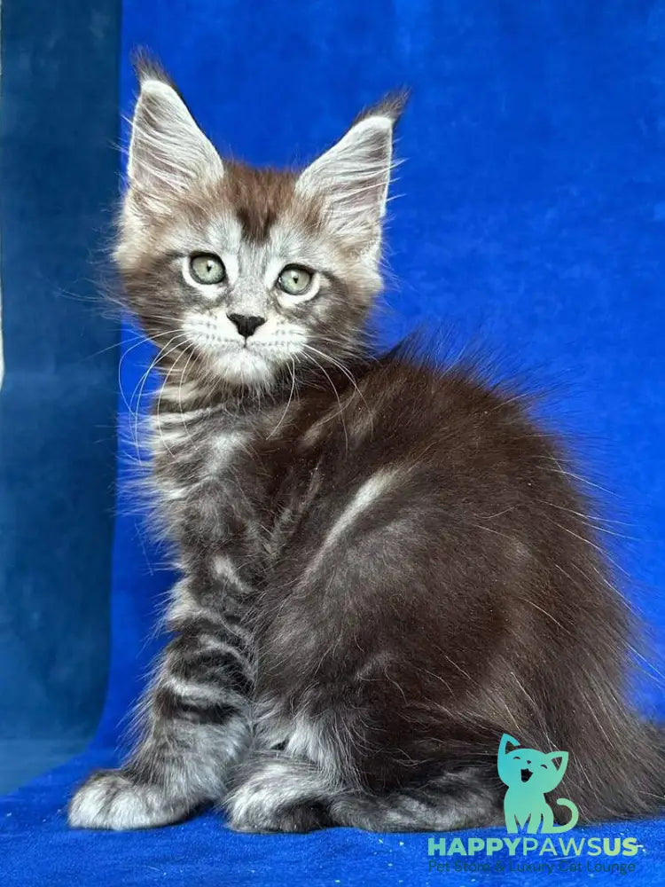 Iron Maine Coon polydactyl male black silver tabby - live animals