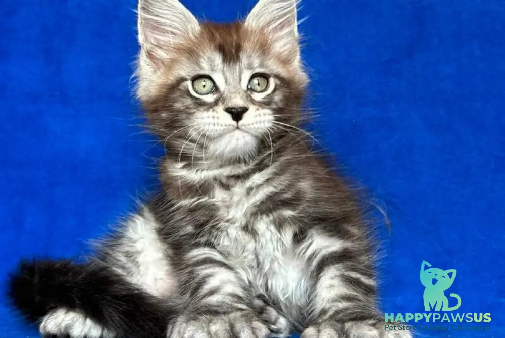 Iron Maine Coon polydactyl male black silver tabby - live animals
