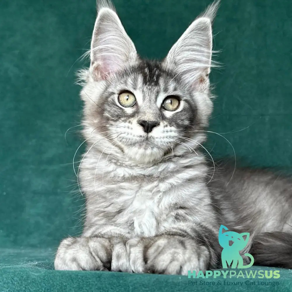 Iron Maine Coon polydactyl male black silver tabby - live animals