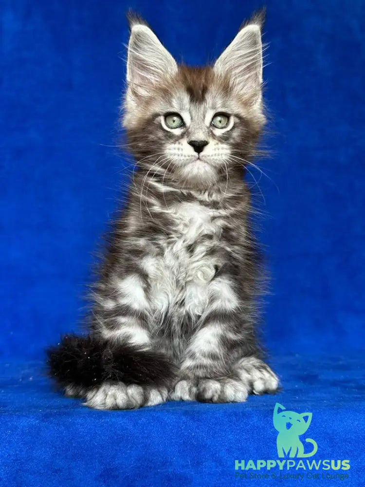 Iron Maine Coon polydactyl male black silver tabby - live animals